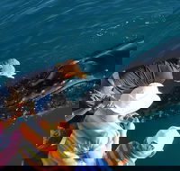 AOC Whale Watching from Broome - eAccommodation