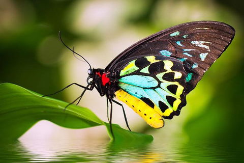 Australian Butterfly Sanctuary - eAccommodation 4