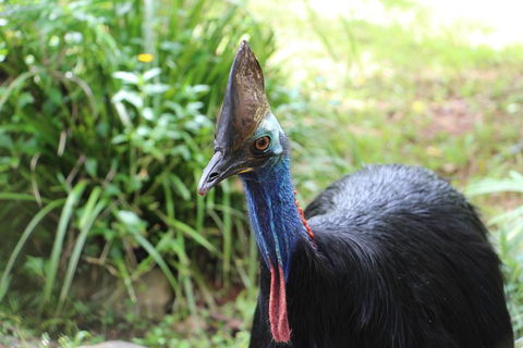 Kuranda Rainforestation Nature Park Ticket (BNP) - eAccommodation 3