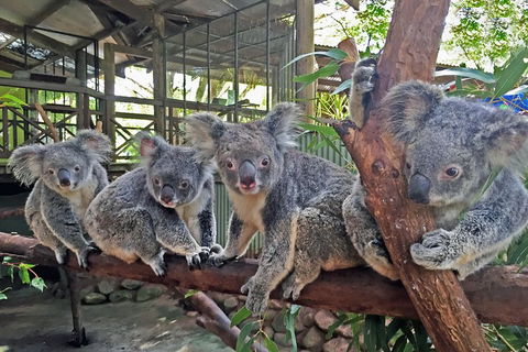 Kuranda Rainforestation Nature Park Ticket (BNP) - eAccommodation 4