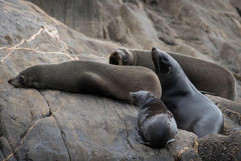 Kangaroo Island Ocean Safari - Snorkeling Safari - eAccommodation 0