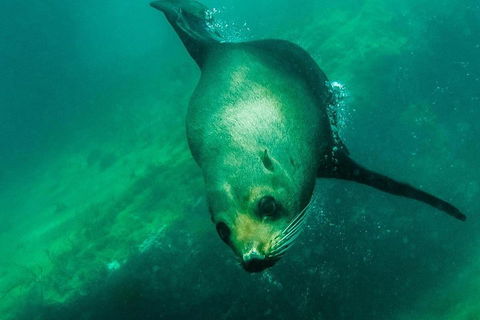 Kangaroo Island Ocean Safari - Snorkeling Safari - eAccommodation 1