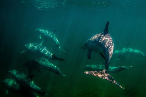 Kangaroo Island Ocean Safari - Snorkeling Safari - eAccommodation 2