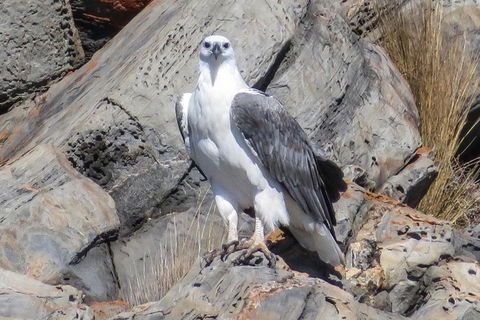 Kangaroo Island Ocean Safari - Snorkeling Safari - eAccommodation 4