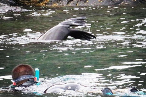 Kangaroo Island Ocean Safari - Snorkeling Safari - eAccommodation 5