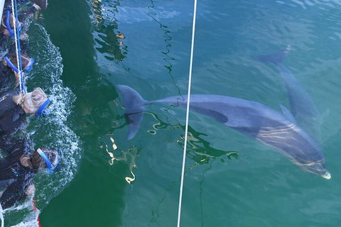 Dolphin Cruise From Adelaide With Optional Dolphin Swim - eAccommodation 0