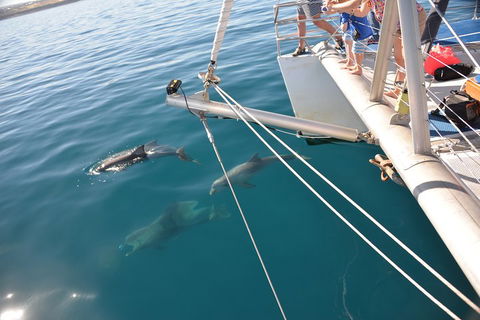 Dolphin Cruise From Adelaide With Optional Dolphin Swim - eAccommodation 1