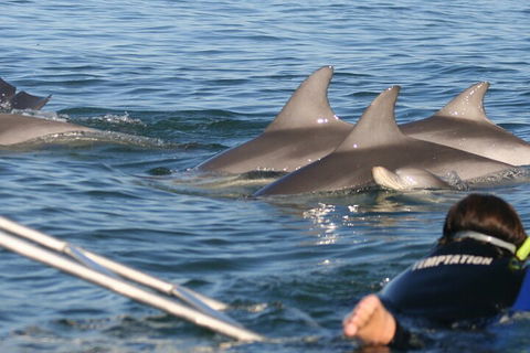 Dolphin Cruise From Adelaide With Optional Dolphin Swim - eAccommodation 2