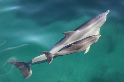 Dolphin Cruise From Adelaide With Optional Dolphin Swim - eAccommodation 4