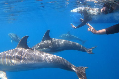 Dolphin Cruise From Adelaide With Optional Dolphin Swim - eAccommodation 5