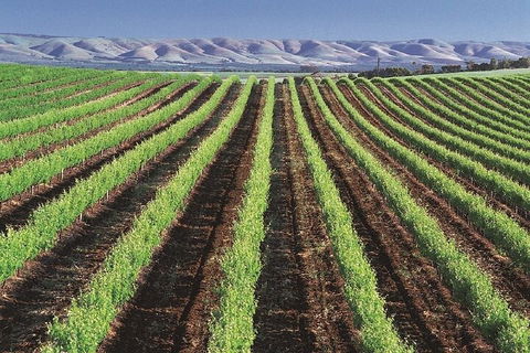 Small Group McLaren Vale And The Cube Experience - eAccommodation 4