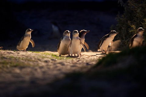 Melbourne City Tour And Phillip Island In One Day - eAccommodation 4