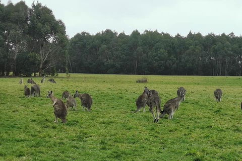 Private Tour: Great Ocean Road From Melbourne - eAccommodation 4