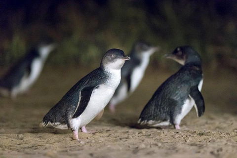 Private Tour: Phillip Island, Penguin Parade And Moonlit Sanctuary Conservation Park From Melbourne - eAccommodation 2