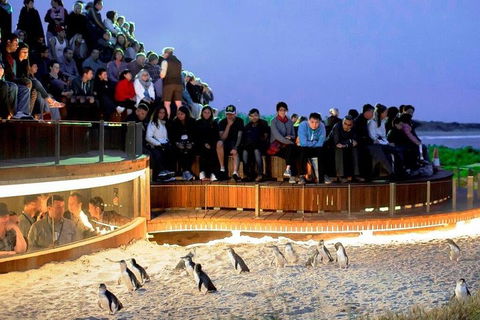 Private Tour: Phillip Island, Penguin Parade And Moonlit Sanctuary Conservation Park From Melbourne - eAccommodation 4