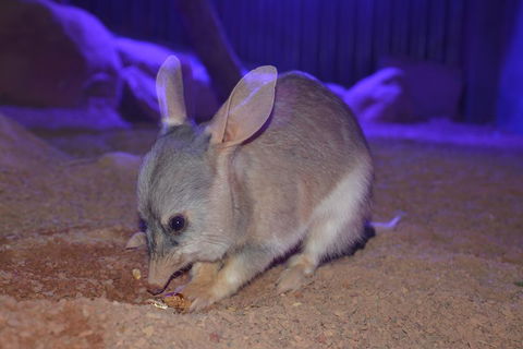 Kuranda Wildlife Experience Three Attraction Pass - eAccommodation 0