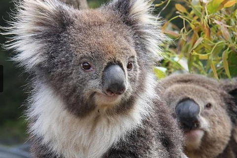 Kuranda Koala Gardens General Entry Ticket - eAccommodation 1