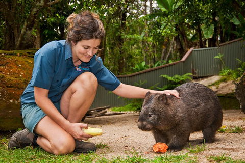 Kuranda Koala Gardens General Entry Ticket - eAccommodation 4