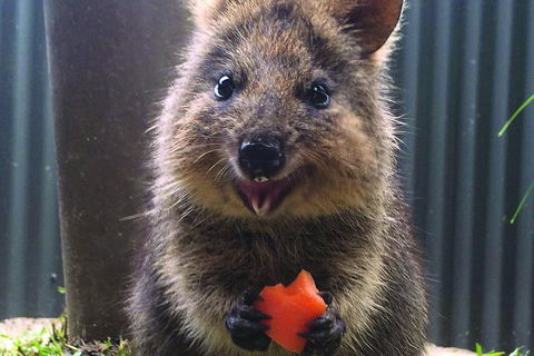 Kuranda Koala Gardens General Entry Ticket - eAccommodation 5