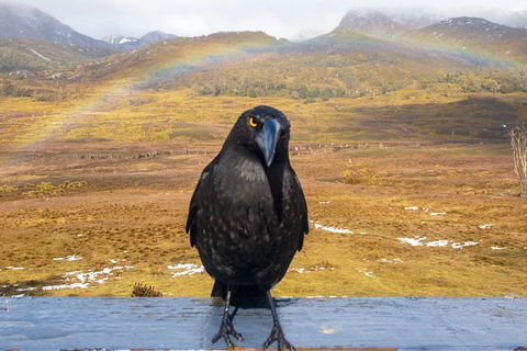 Cradle Mountain Park Explorer Guided Tour - eAccommodation 2