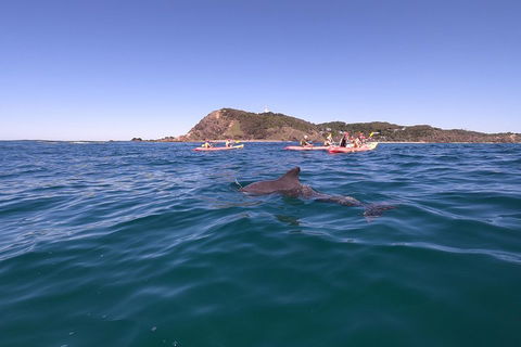 Kayaking With Dolphins In Byron Bay Guided Tour - eAccommodation 5