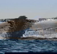 Sydney Whale-Watching Cruise Including Lunch or Breakfast - eAccommodation