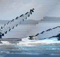 Hervey Bay Whale Watching Cruise - eAccommodation