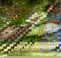 Great Ocean Road 2 Day Highlights Tour and sunset 12 Apostles - eAccommodation