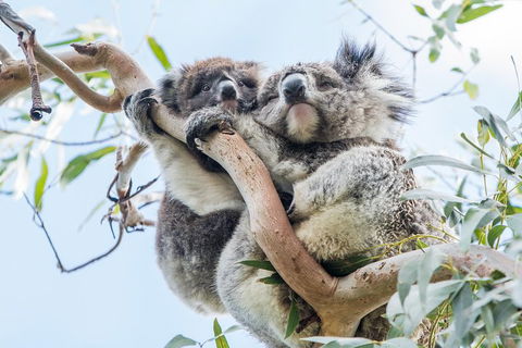 Great Ocean Road And 12 Apostles Day Trip From Melbourne - eAccommodation 1