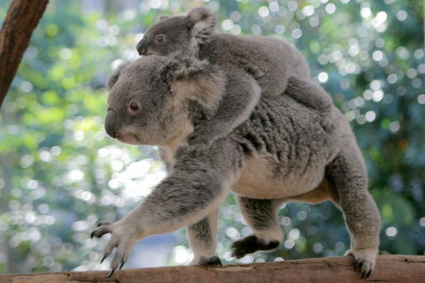 Lone Pine Koala Sanctuary Admission With Brisbane River Cruise - eAccommodation 0