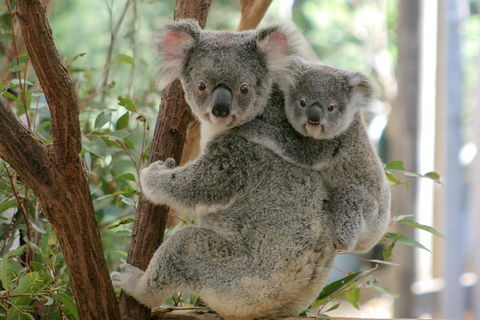 Lone Pine Koala Sanctuary Admission With Brisbane River Cruise - eAccommodation 3