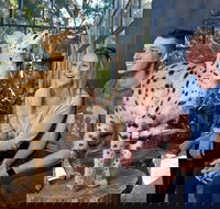 African Cat Encounter at Werribee Open Range Zoo - eAccommodation