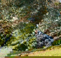 Early Morning Savannah Experience - eAccommodation