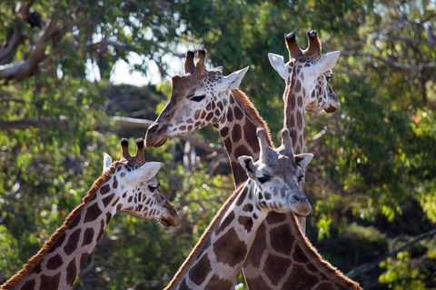 Werribee Open Range Zoo General Admission Ticket - eAccommodation 0