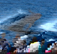 Tangalooma Island Resort Whale Watching Day Cruise - eAccommodation