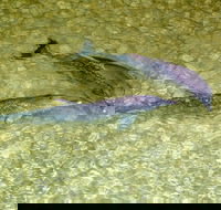 Tangalooma Island Resort Whale Watching Day Cruise with Dolphin Viewing - eAccommodation