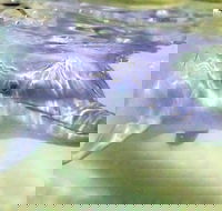 Tangalooma Island Resort Whale Watching Day Cruise with Dolphin Feeding - eAccommodation