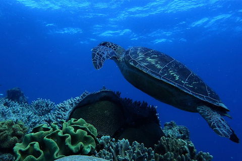 3 Day Whitsundays Sailing And Diving Adventure: Kiana - eAccommodation 2