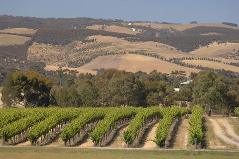 McLaren Vale And Glenelg Wine Tasting And Sightseeing (Half-day Afternoon) - eAccommodation 2