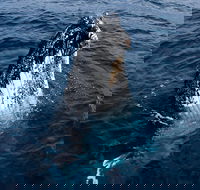 Phillip Island Whale Watching Tour - eAccommodation