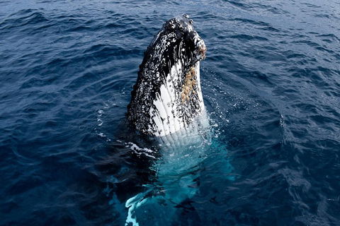 Phillip Island Whale Watching Tour - eAccommodation 0