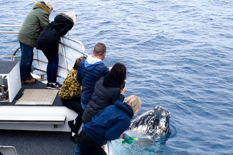 Phillip Island Whale Watching Tour - eAccommodation 1
