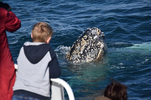 Phillip Island Whale Watching Tour - eAccommodation 2
