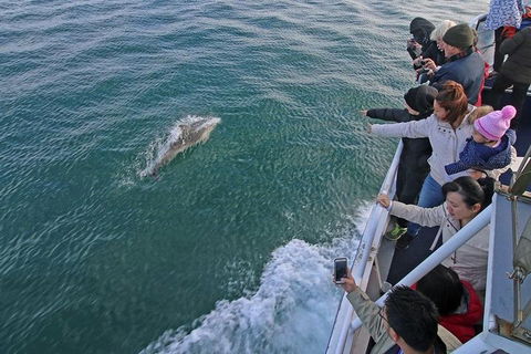 Phillip Island Whale Watching Tour - eAccommodation 5