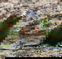 Phillip Island Seal-Watching Cruise - eAccommodation