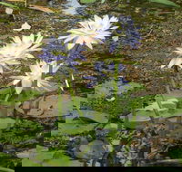 Yellow Water Cruise - Kakadu - eAccommodation