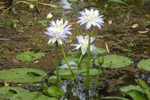 Yellow Water Cruise - Kakadu - eAccommodation 0