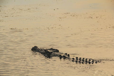 Yellow Water Cruise - Kakadu - eAccommodation 2