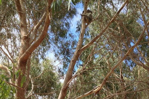 Kangaroo Island 4WD Tour - Best Of KI In 2 Days - eAccommodation 0