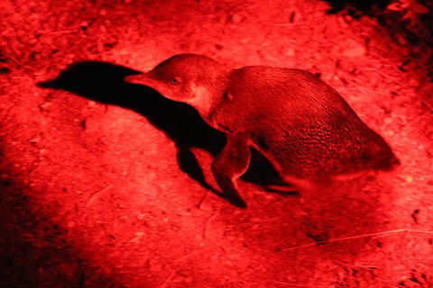 Small-Group Kangaroo Island 4WD Night Tour - eAccommodation 0